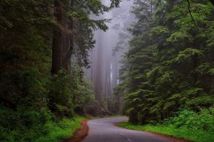 Wald